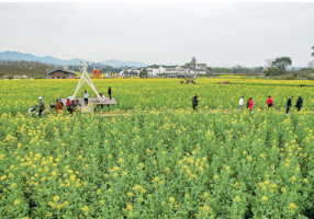 璧山：油菜花迎春开 乡村美景醉游人