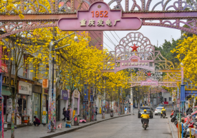 九龙坡：黄花风铃木绽放 500米金色长廊吸睛