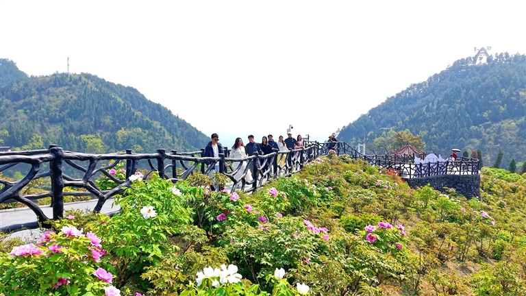 恺之峰旅游区牡丹花开。记者 罗云飞 摄